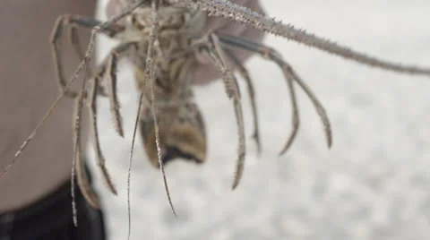 Guy holding lobster Stock Footage 39674813