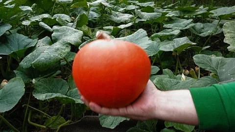 The guy is holding a pumpkin in his hand. Stock video from an autumn garden in Stock Footage 292758649