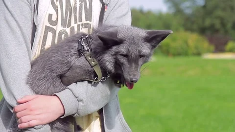 Guy is holding a tame black fox in a leash in the summer. Video stock 79892714