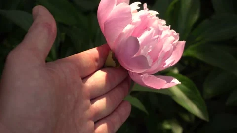The guy holds in his hand not picked flower of pink peony in the bright rays of Stock Footage 159224232