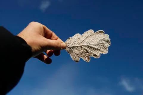 Guy holds an ice covered leaf into deepblue winter sky Stock Photos