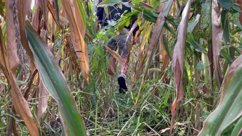 Guy makes his way through the corn Stock Footage 252354993