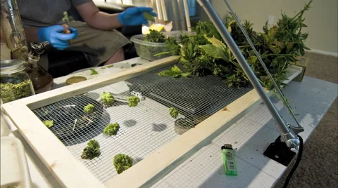 Guy manicuring marijuana time lapse Stockbeeldmateriaal 54096751