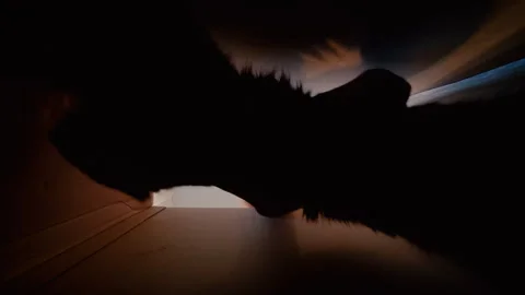 The guy opens the box and takes out the cat and strokes it. Video stock 316911596