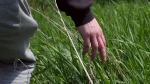 A guy or man runs his hand along the green grass growing on the field, going Stock Footage 275829715