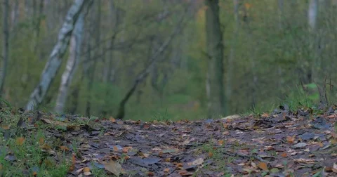 A guy in an orange jacket, boots and jeans walks through the autumn forest from Stock Footage 73661005