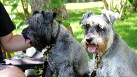 Guy petting dogs at the park Stock Footage 77654688