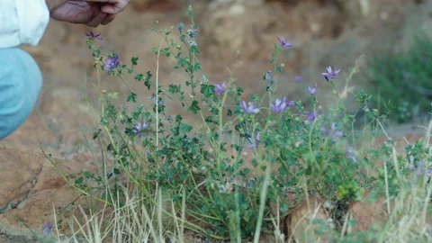 A guy picks some purple flowers from a meadow during summer after noon Video stock 141960111