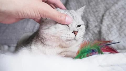 The guy is playing with a cat. Funny cat playing with toy on sofa. Stock Footage 291743653