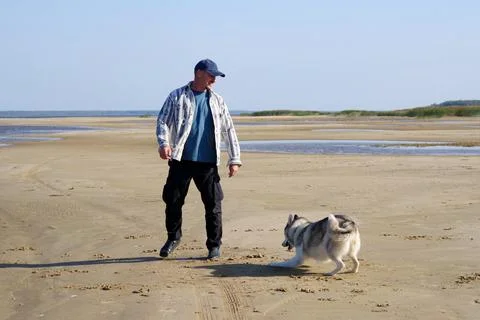 Guy is playing with a husky on a sandy beach. A happy dog runs around without a Stock Photos