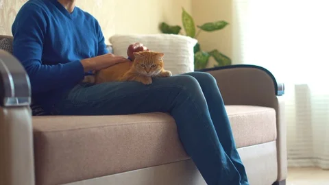 Guy playing with red kitten at home Video stock 107842408