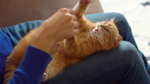 Guy playing with red kitten at home Video stock 107842698
