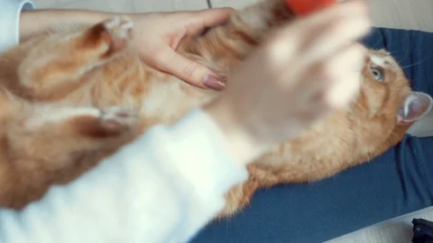 Guy playing with red kitten at home Stock Footage 107842943