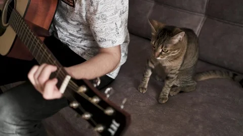 The guy plays the guitar,a cat is sitting nearby 库存影片 240133823
