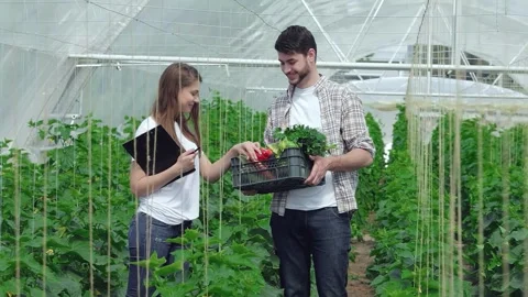 Guy presenting freshly harvested vegetables to the girl agronomist Stock Footage 311529401