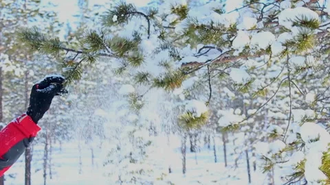 The guy is pulling a branch of fir snow falls Stock Footage 88374446
