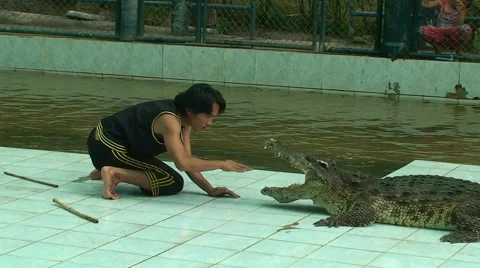 Guy puts his hand to the crocodile, which shuts jaws Stock Footage 52931154