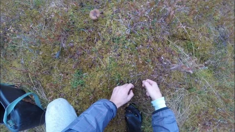 The guy quickly gathers cranberries in the swamp. Taiga. North. Stock Footage 82931628