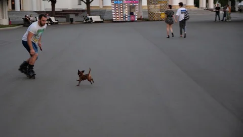 The guy quickly skates and plays with a small dog that funny catches up Stock Footage 130033847