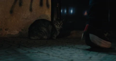 Guy Rescues A Stray Cat Stock Footage 236895602