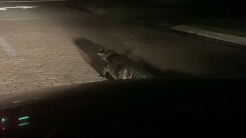 Guy Revs Car Engine to Move Alligator From Road, Naples, Florida, USA - 06 May 2 Stock Footage 205343923