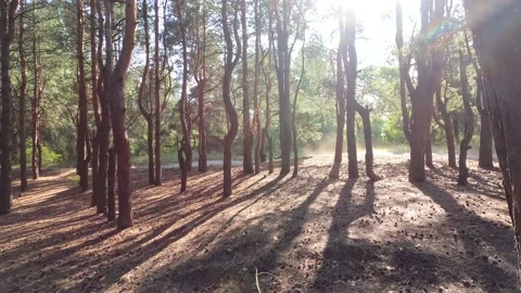 The guy is riding an ATV in a pine forest off-road Video stock 159853144