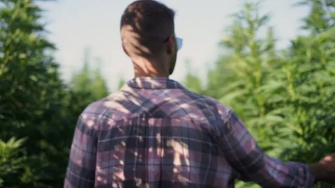 A guy runs through a field of marijuana among tall bushes Stock Footage 255900365