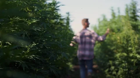 A guy runs through a field of marijuana among tall bushes Stock Footage 255900372