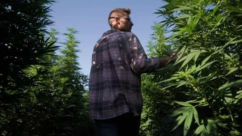 A guy runs through a field of marijuana among tall bushes Stock Footage 256155787