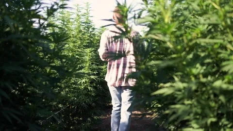 A guy runs through a field of marijuana among tall bushes Stock Footage 256156088