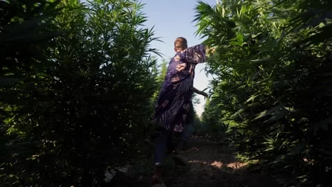 A guy runs through a field of marijuana among tall bushes Stock Footage 256156267