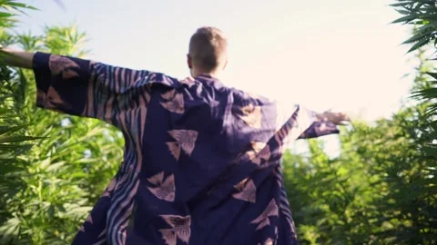 A guy runs through a field of marijuana among tall bushes Stock Footage 256156334