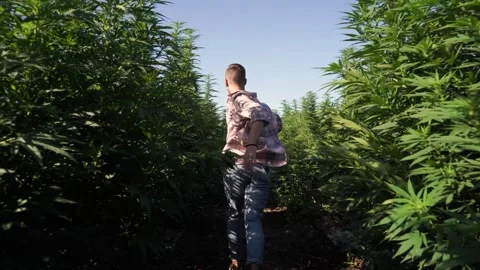 A guy runs through a field of marijuana among tall bushes Stock Footage 256156385