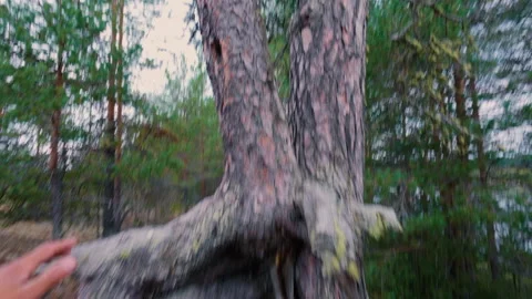 The guy runs through the forest and climbs through unusual fused roots. Stock Footage 314521500