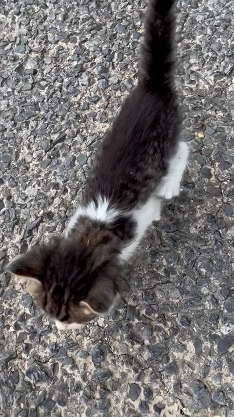 Guy Saving a Kitten Gets Ambushed by a Group of Them, Pioneer, Louisiana, USA -  Stock Footage 205427853