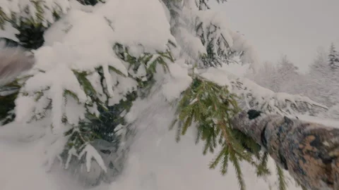 A guy shakes the branches of a fir tree in winter. From the first person. Stock Footage 327319037