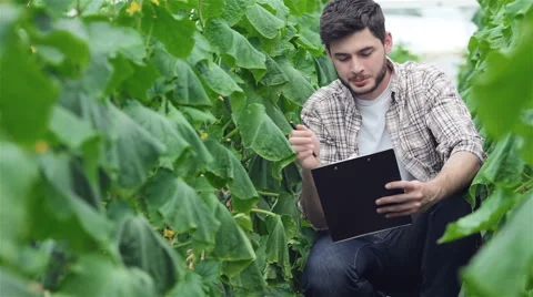 Guy sitting between the green rows with a clipboard inspect leaves Stock Footage 49708373