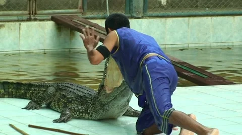 Guy slide into the crocodile jaws and kiss it Stock Footage 52931199