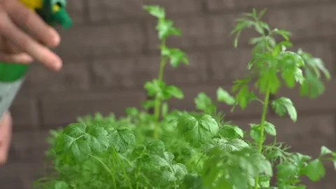 The guy sprinkles plants Stock Footage 131823639