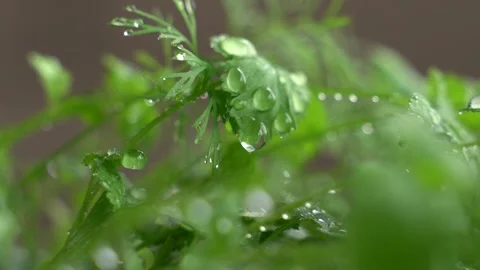 The guy sprinkles plants Stock Footage 131823667