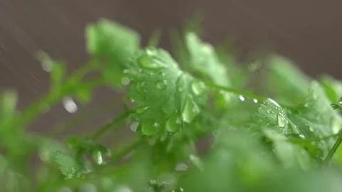 The guy sprinkles plants Stock Footage 131823697