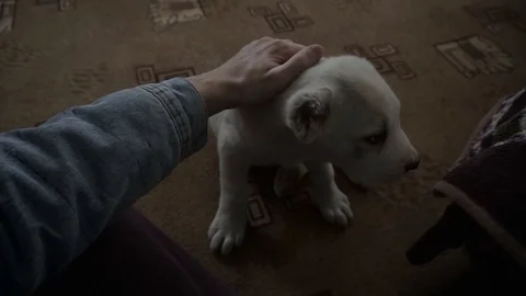 Guy stroking the head of a dog alabai Vidéo 116992492