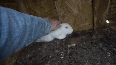 Guy stroking a white rabbit 库存影片 116992407