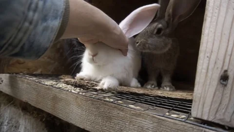 Guy stroking a white rabbit Stock Footage 116992412
