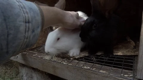Guy stroking a white rabbit Vídeos de archivo 116992496