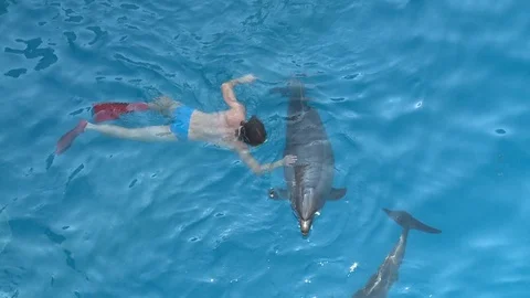 The guy swims with the dolphin in the pool. guy in flippers Stock-Footage 95626707