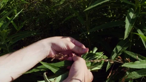 Guy tears the petals of the herbs and puts them in his hand 스톡 동영상 80314054