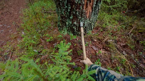 The guy throws the axe accurately and sticks it into the trunk of a tree. Stock Footage 320944571