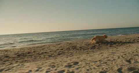 The guy throws the red toy and his light-colored dog brings it back to the sunny Stock Footage 243492639