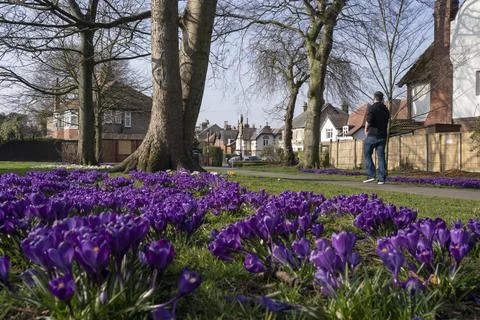 Guy walking along a path lined with purple Crocuses,Harrogate.24.2.2019.1 Foto stock